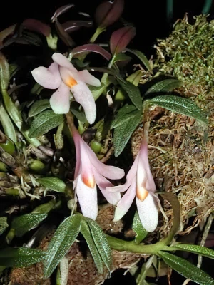 Bild von Dendrobium cuthbertsonii 3